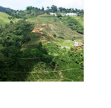 Colombia Tolima Suave