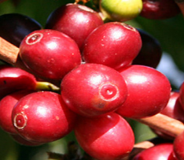 Decaf - Honduras Swiss Water