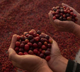 Honduras Royal Reserva natural