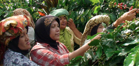 Sumatra Gayo Leuser Antara